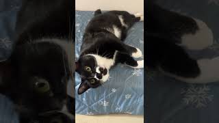 おてての動きがかわいいハチワレ猫🐈tuxedo-catざきお【猫動画】