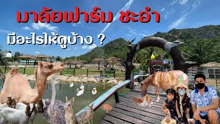 มาลัยฟาร์ม ชะอํา มีอะไรให้ดูบ้าง ? | Malai Farm Cha-am ที่เที่ยวเพชรบุรี เที่ยวฟาร์มก่อนเที่ยวทะเล