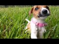 new rescue puppy exploring garden for first time