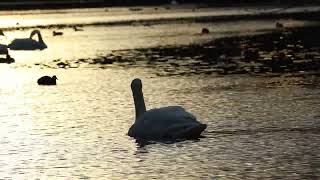 夕日と白鳥さんと鴨さんと【福島県相馬市】