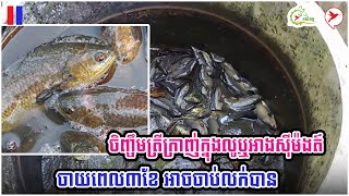 ចិញ្ចឹមត្រីក្រាញ់ក្នុងលូឬអាងស៊ីម៉ងត៍ ចាយពេល៣ខែ អាចចាប់លក់បាន | កម្មវិធិកសិកម្ម