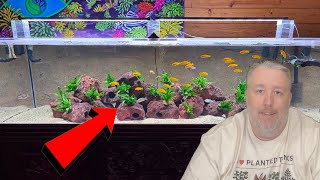 How long should I wait before adding fish to a new tank?