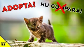 De Ce Sa Adopti O Pisica (In Loc Sa Cumperi)