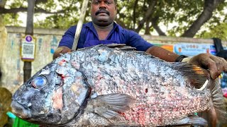 KASIMEDU 🔥 SPEED SELVAM | HUGE UDHADI FISH CUTTING VIDEO | 4K VIDEO | KM FISH CUTTING