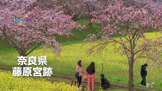 奈良県【藤原宮跡の桜と菜の花畑】ドローン男子空撮