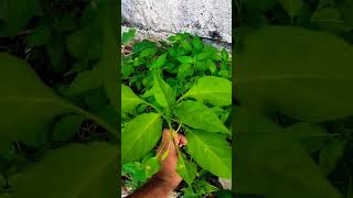 மிளகாய் சாகுபடி - Chilli Cultivation #vegetables #chilli #spice #farming #video #nature #agriculture