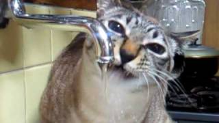 蛇口から直接水を飲む猫