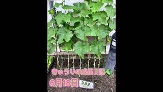 【家庭菜園】きゅうりの成長日記part２🥒