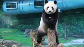 20200514 圓仔打食不急迫 帥氣高站吃蘿蔔 Giant Panda Yuan Zai