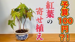 拾ってきた紅葉。予算100円で寄せ植えの盆栽に！