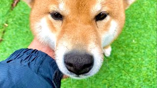 Lively life of Shiba Inu Fuku and Hime