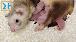 Endangered Ferret Cloned