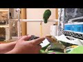 飼い主にゲームなんかやらせてあげないぞ！【シロハラインコ caique parrot】