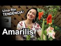 Como cultivar a flor Amarilis - Nova TENDÊNCIA!