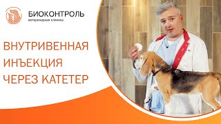 💉 Как выполнить внутривенную инъекцию через катетер собакам? Внутривенная инъекция собаке. 12+