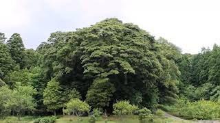 【旅エイター】名木100選の旅『志多備神社のスダジイ』　島根県松江市・一人旅