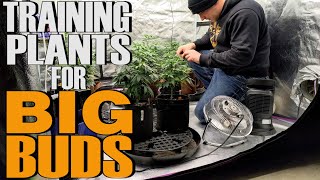HOW TO GROW BIGGER BUDS WITH LEAF STRIPPING    ( DEFOLIATION / LST )