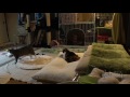 猫部屋生活12日目 みみと仲良しになった日【瀬戸のまや日記】cute kitten maya s 12th day at the cats room.