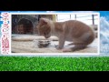 猫部屋生活12日目 みみと仲良しになった日【瀬戸のまや日記】cute kitten maya s 12th day at the cats room.