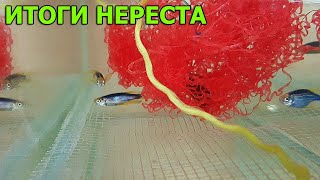 Данио с нереста, тернеция на второй день, личинка голубой