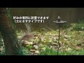 vlog 庭に餌台を設置 シジュウカラは虫が好き 小さな餌台とヤマガラ ジョウビタキ