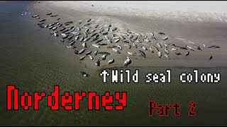 Norderney, a Sand Island in the North Sea【Part 2】