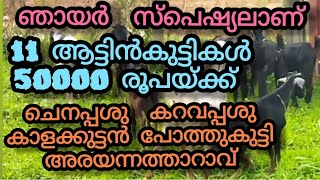 11 ആട്ടിൻകുട്ടികൾ 50000 രൂപയ്ക്ക് ചെനപ്പശു , കറവപ്പശു, കാളക്കുട്ടൻ , പോത്തുകുട്ടി , അരയന്നത്താറാവ്