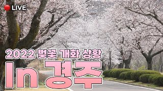 [🔴 Live] 2022 경주 벚꽃 실시간 개화현장 라이브 in 경주 흥무로