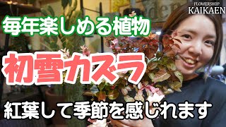 初雪カズラ　育て方　伸びたら切る　肥料も与えて【おうちでガーデニング】開花園チャンネル