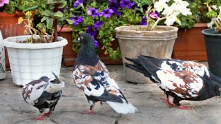 Most beautiful pigeon in the world || Afghan Pigeons || Fancy pigeons collection || Wazha واژه ||