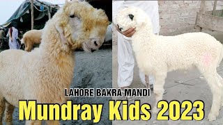 Mundray Chatron Ki Update | 2023 Mundray Kids Ke Rate | LAHORI SHAUK | Shapur Kanjra Lahore