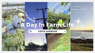 【Farmlog#1】Coffs Harbour｜Working Holiday | Farm life in a small town | Picking berries