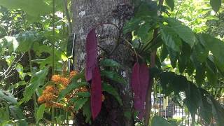 'the sonic earth' ~ mary's tree ~ the yellow saraca (buddha) tree