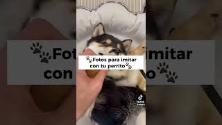 🐾Fotos para imitar con tu perrito🐾 #viral #comenta #suscribete