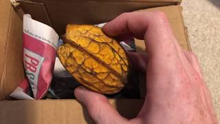 Theobroma Gileri: A Rare Cacao Relative (Sneak Peek)