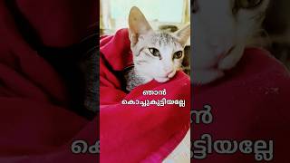 ഞാൻ കൊച്ചുകുട്ടിയല്ലേ 😘#shorts# funny #viral #trending #for pet lovers