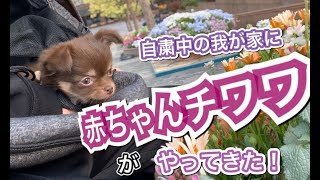 赤ちゃんチワワと不慣れな飼い主の1日