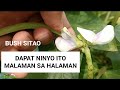 DAPAT NIYO ITO MALAMAN TUNGKOL SA PAG-AANI NG BUSH SITAO (V83) Agri-KULTURA