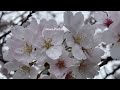 上野公園で桜の花見 ueno park cherry blossoms 2023