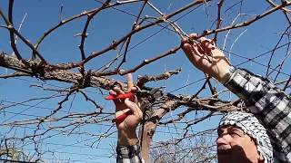 تقليم العنب ع نظام الكردوني1Cordon Grape vine pruning. Cordon Traubenrebenschnitt