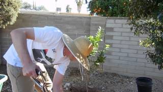 Planting Mexican Lime 2 メキシカンライムを植える