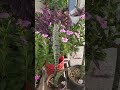 मेरे दिल को सुकून इन्हीं को देख कर मिलता है song shorts gardening plants flower trending sargam