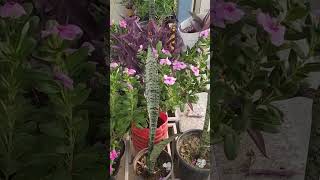 मेरे दिल को सुकून इन्हीं को देख कर मिलता है #song #shorts#gardening#plants#flower#trending#sargam