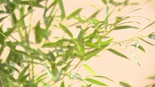 New law could cost residents with running bamboo