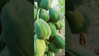 पपीता की खेती करने से 4 लाख का मुनाफा #agriculture #papaya #farming  #indianfarmer #vairalshorts