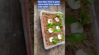 #diy #garden#new #diygarden #shorts #viral #tree#plants #cloves #laungkikheti Growing Cloves #unique