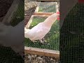 diy Chicken grass box update! grass in chicken run