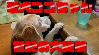 【ビーグル】老犬ココちゃん　実験してみました　驚愕の差が！