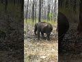 life of elephant wildlife animals ഒറ്റയാൻ മൈസൂർ റോഡിൽ നിന്നൊരു കാഴ്ച്ച ottayan elephant