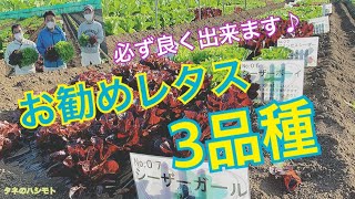 【家庭菜園者向き】レタスの栽培　タネのハシモト